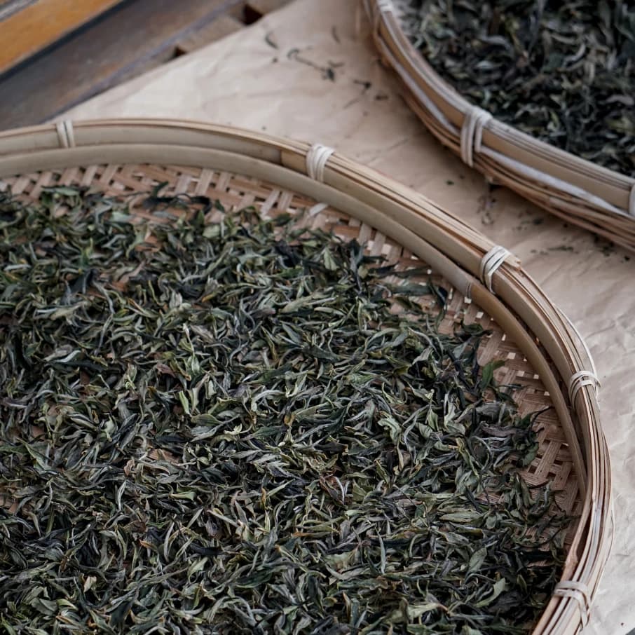 Fresh tea leaves spread out for processing