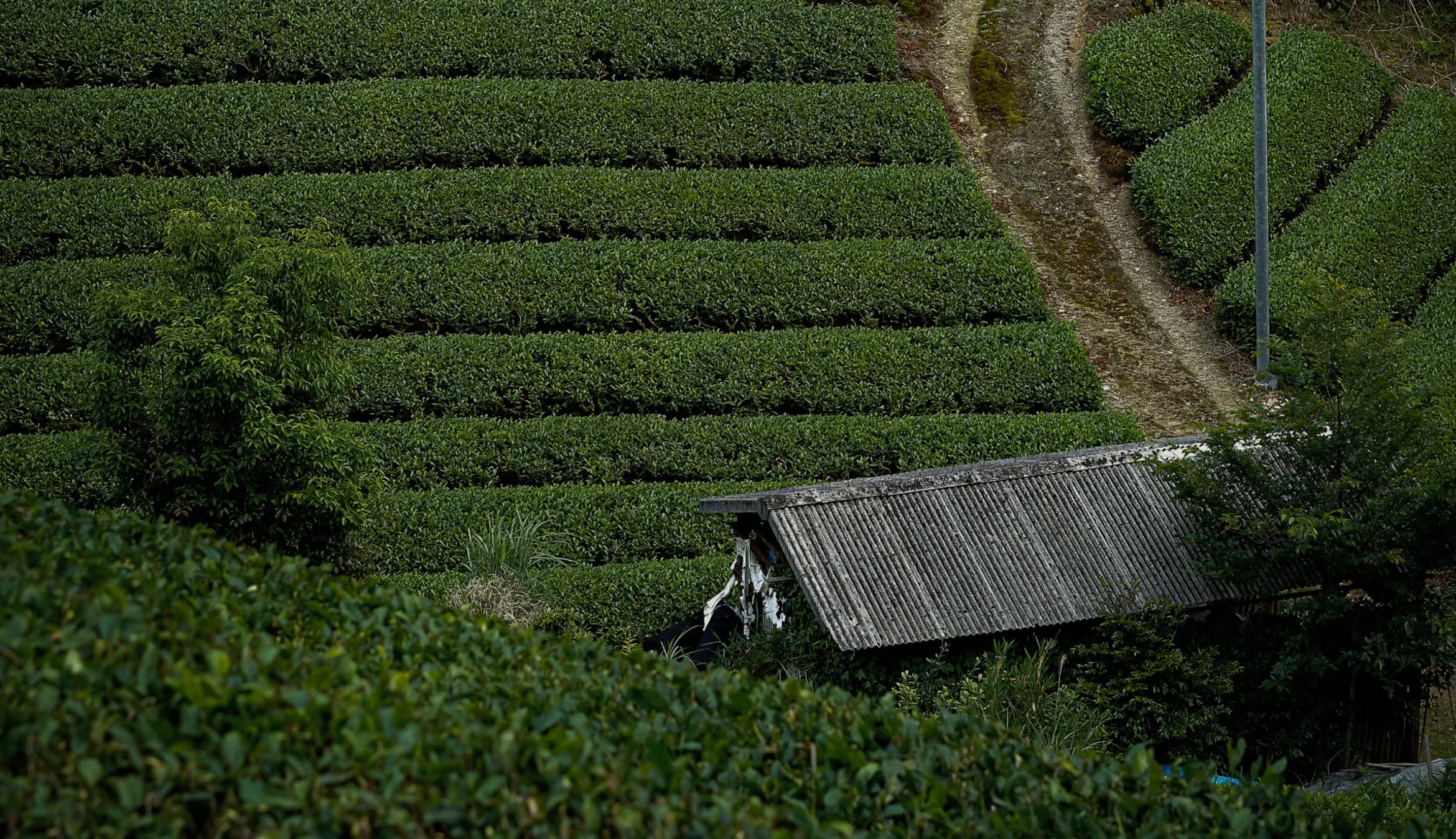 Tea farm with fields of tea plants