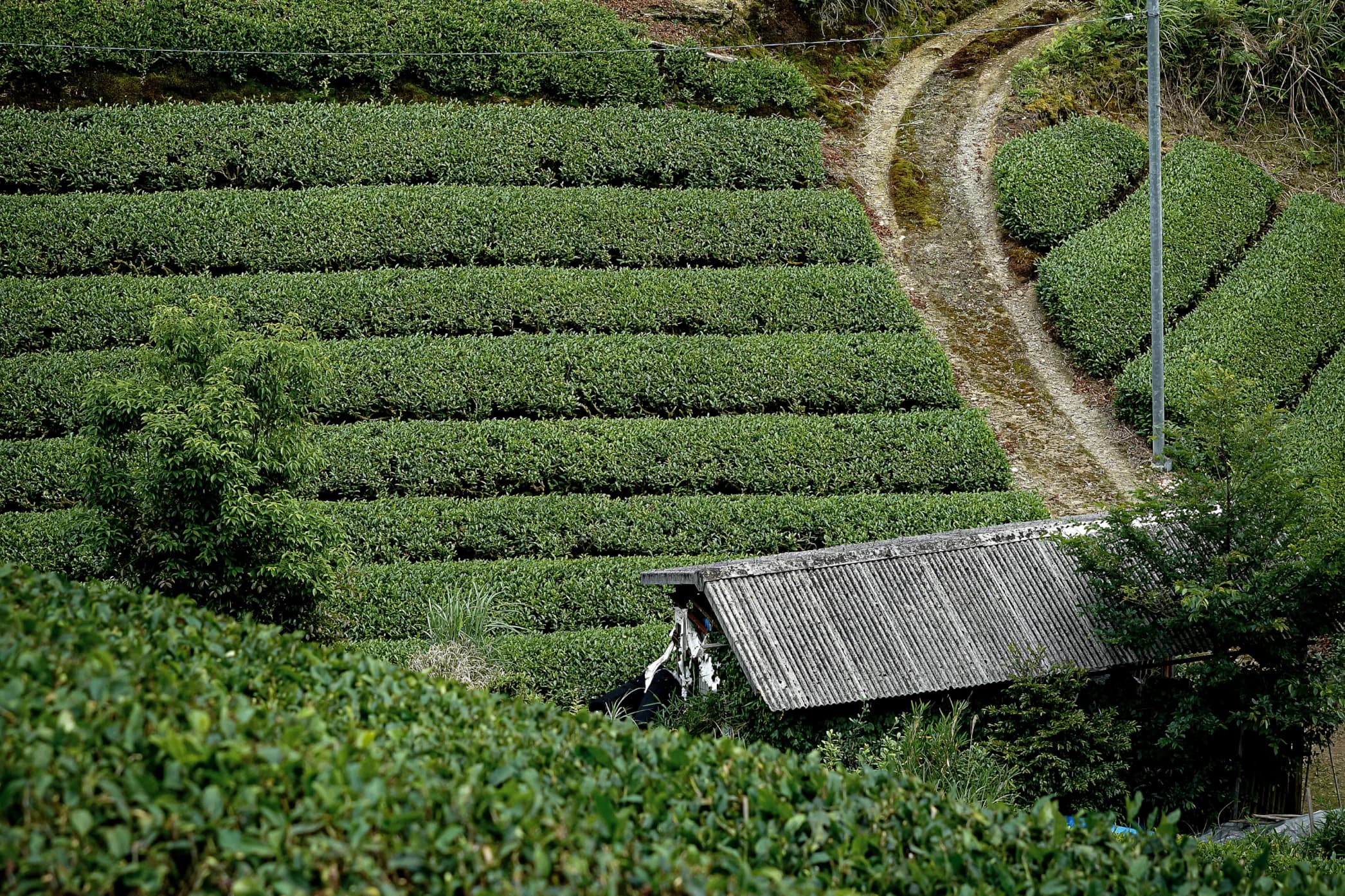 Tea plants growing in neat rows on a hillside with a wooden bench