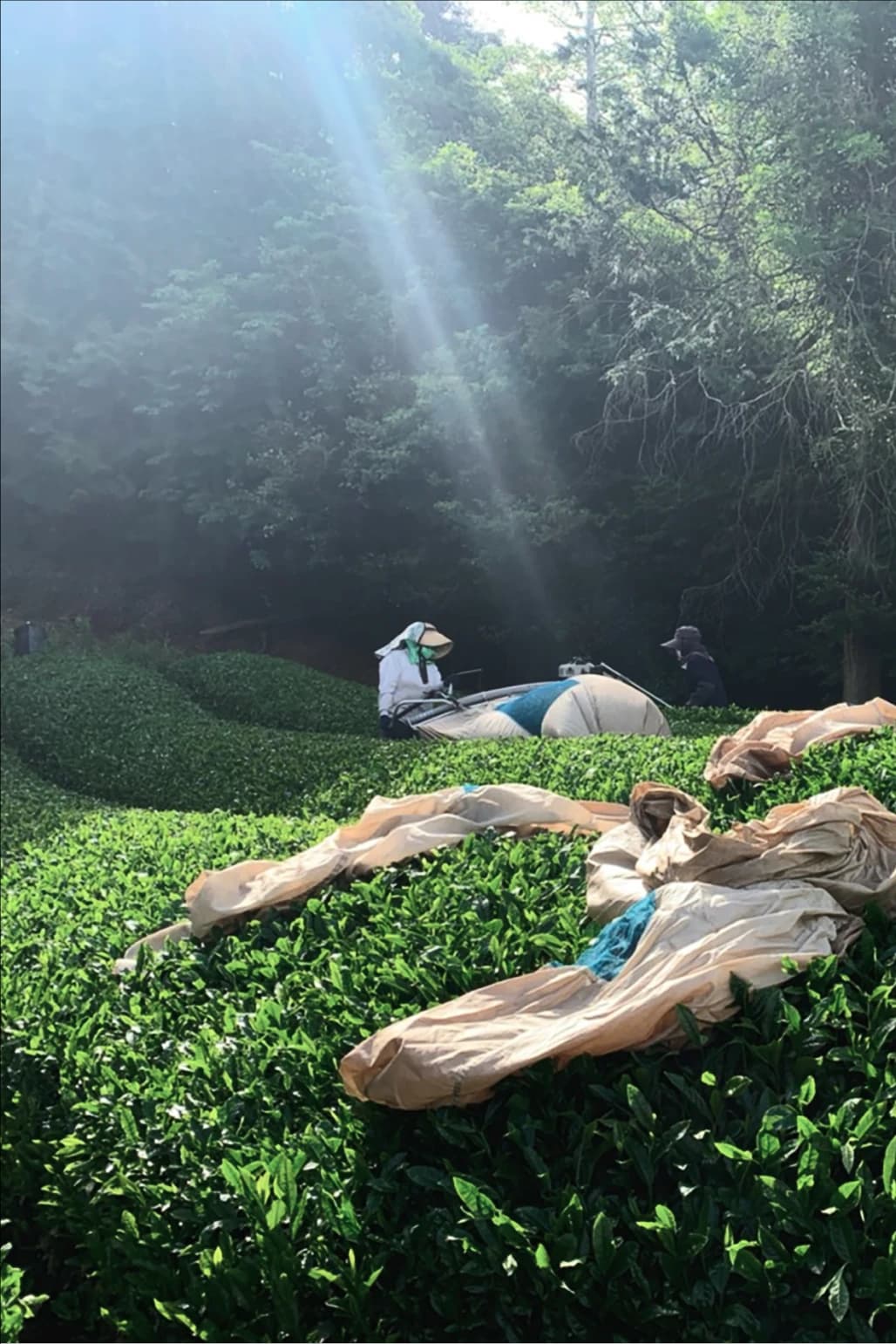 Morning over tea fields