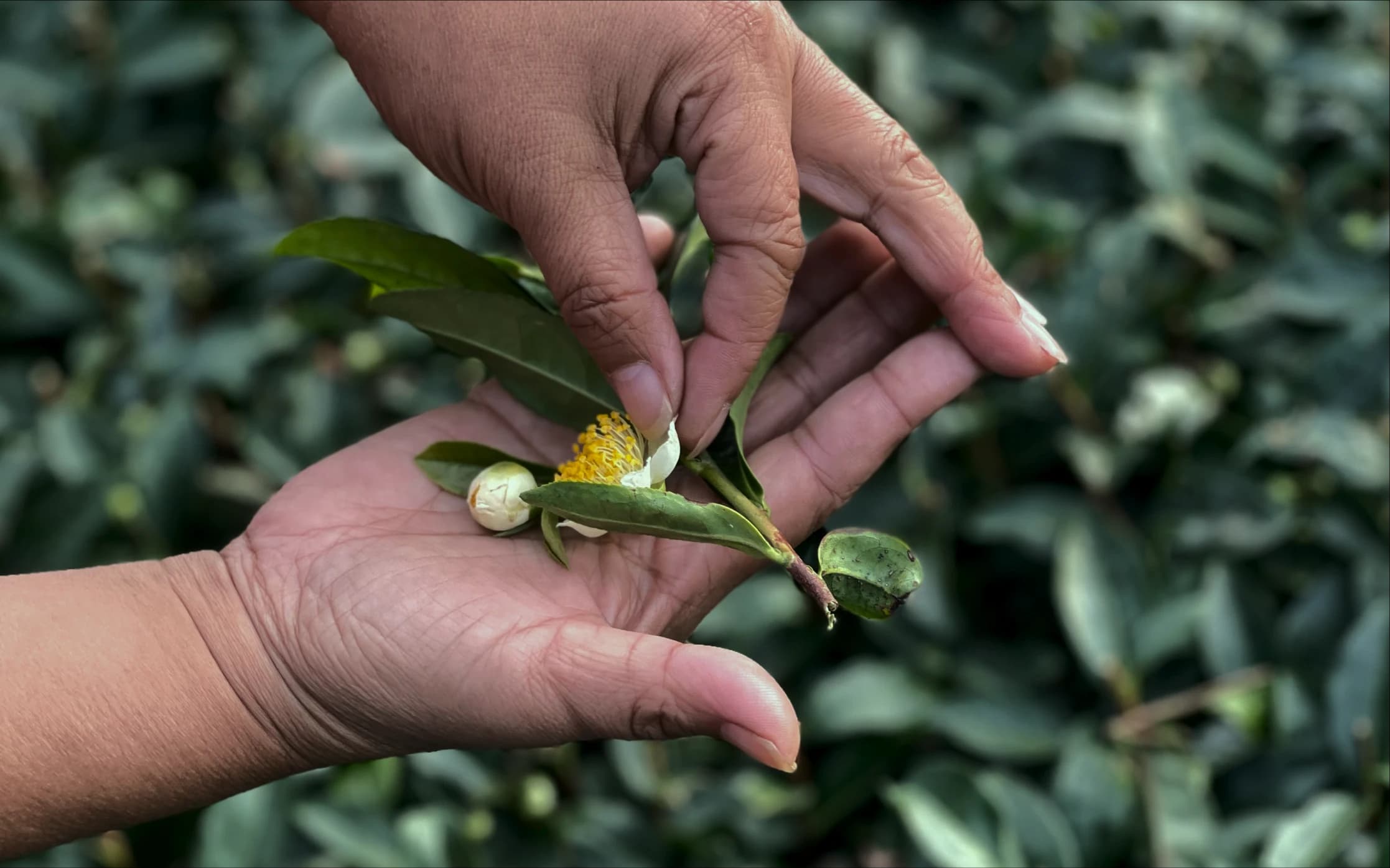 Hand holding clippings of tea leaves