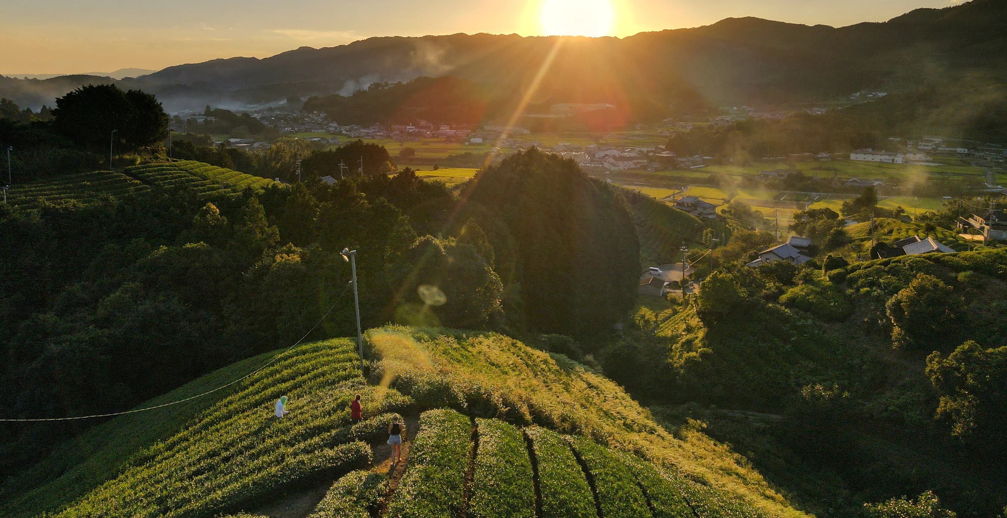 Sunset over tea fields with mountains in the background, golden sunlight streaming through clouds