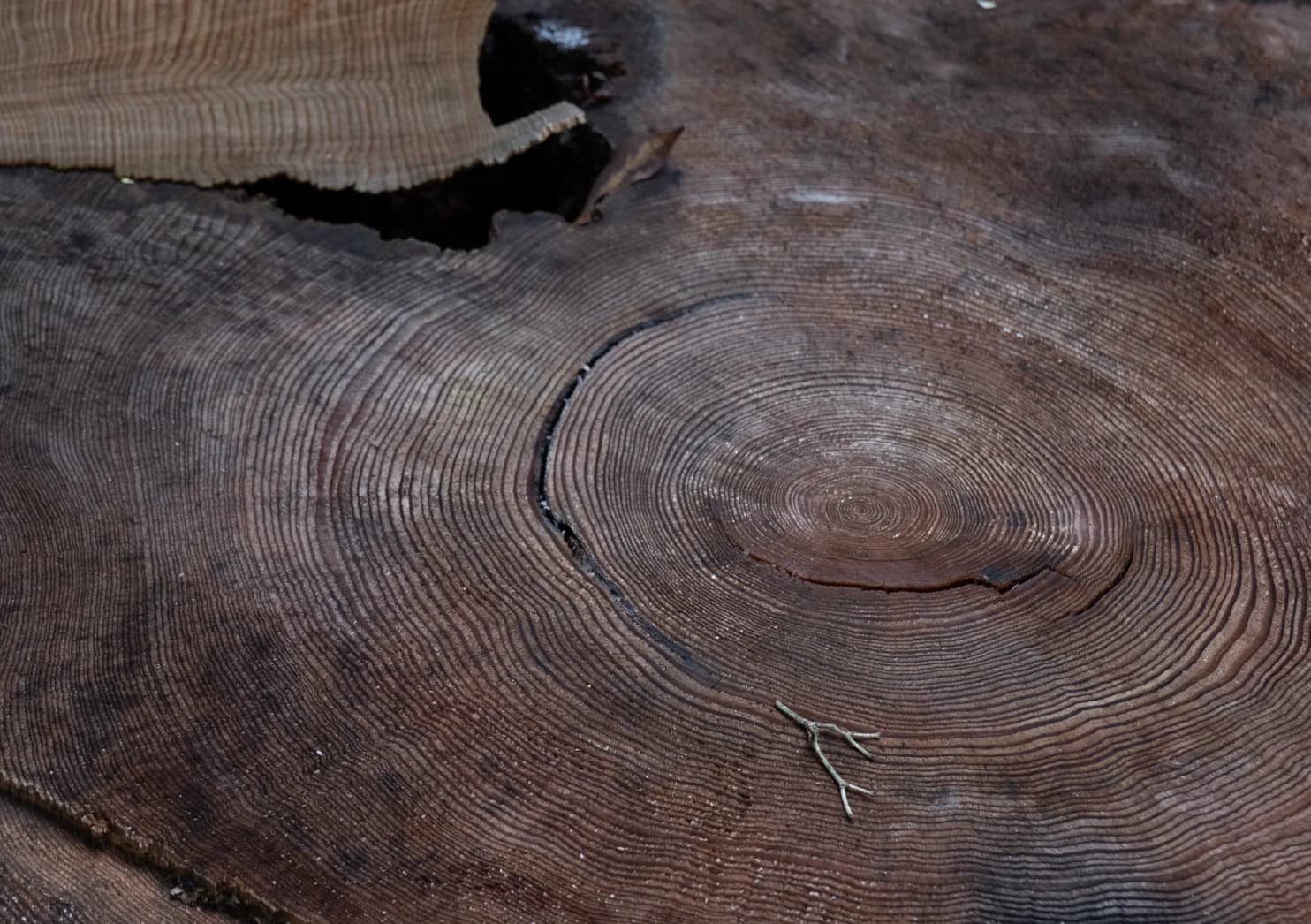 Wood rings